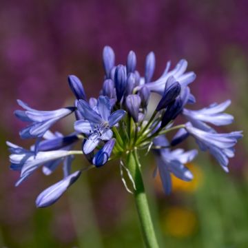 Agapanto o Agapanthus Intermedius
