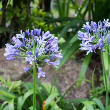 Agapanto nano o Agapanthus Pitchoune Blue