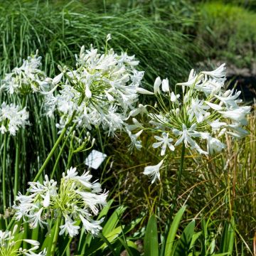 Agapanto nano  o Agapanthus Pitchoune White