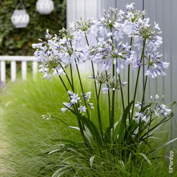 Agapanto nano o Agapanthus Twister