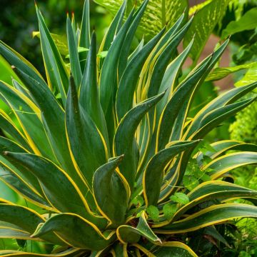 Agave desmetiana