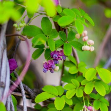 Akebia quinata, Akebia a cinque punte