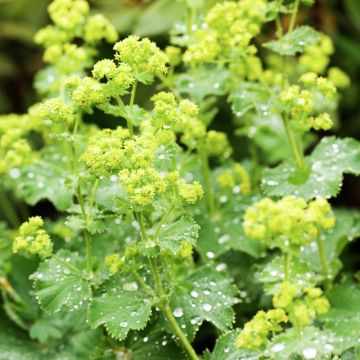Alchemilla mollis
