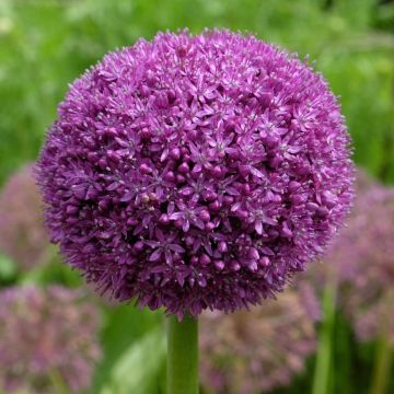 Aglio gigante o Allium Ambassador
