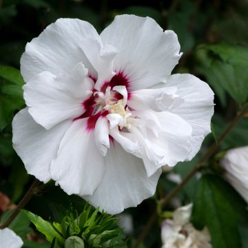 Ibisco o Hibiscus syriacus French Point