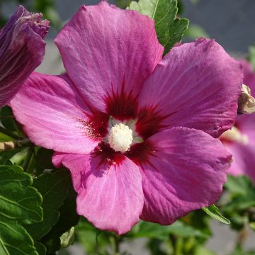 Ibisco o Hibiscus syriacus Russian Violet II®