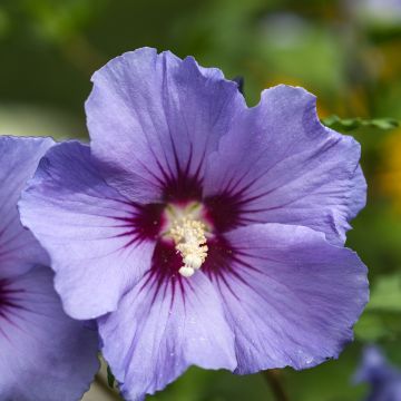 Ibisco o Hibiscus syriacus Ultramarine