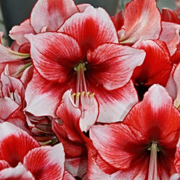 Amaryllis Charisma Amaryllis Charisma
