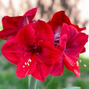 Amaryllis Red Lion