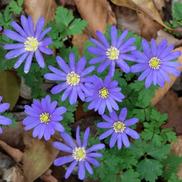 Anemone blanda Blue Shades