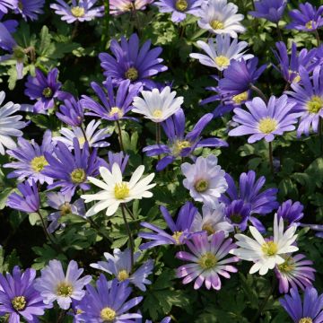 Anemone blanda in miscuglio