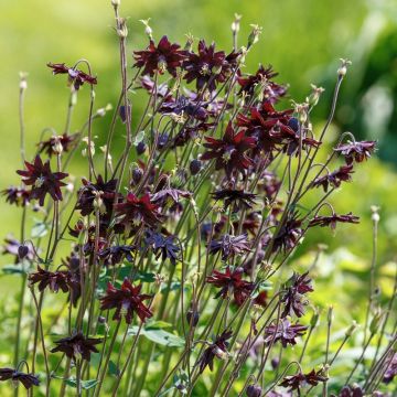 Aquilegia ibrida Black Barlow