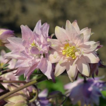 Aquilegia ibrida Rose Barlow