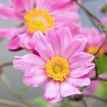 Anemone giapponese Pamina