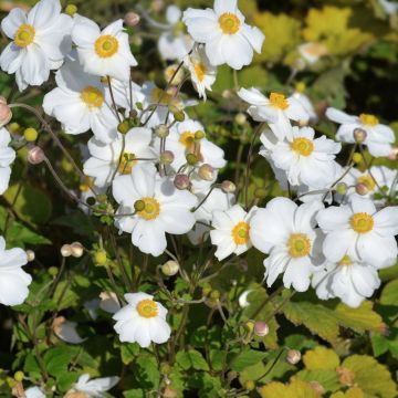 Anemone giapponese Honorine Jobert