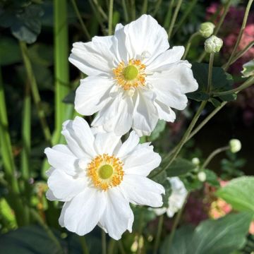 Anemone giapponese Whirlwind