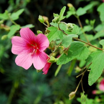 Malva del Capo o Anisodontea El Rayo