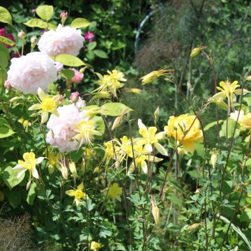 Aquilegia gialla Yellow Queen
