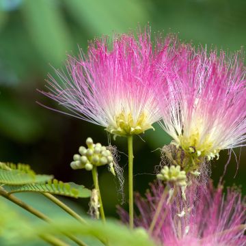 Acacia di Costantinopoli o Albizia Ombrella