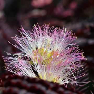 Acacia di Costantinopoli o Albizia Summer Chocolate