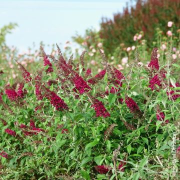 Albero delle farfalle o Buddleia davidii Rêve de Papillon Red