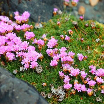 Armeria juniperifolia rosa