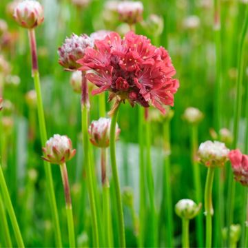 Spillone o armeria maritima Ballerina Red