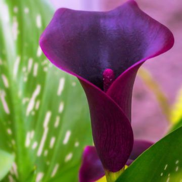 Arum o Calla nero - Zantedeschia Schwartzwalder
