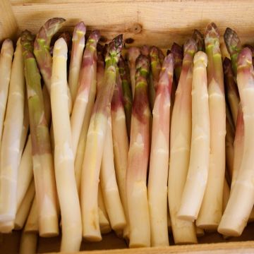 Asparago bianco Super Argenteuil ®