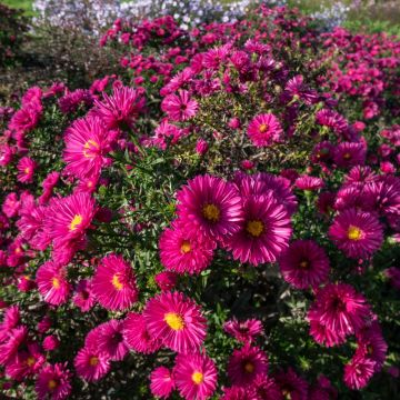 Astro nano d'autunno Jenny o Aster dumosus