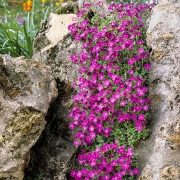 Aubrezia rossa Cascade Red