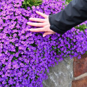 Aubrezia Cascade Purple