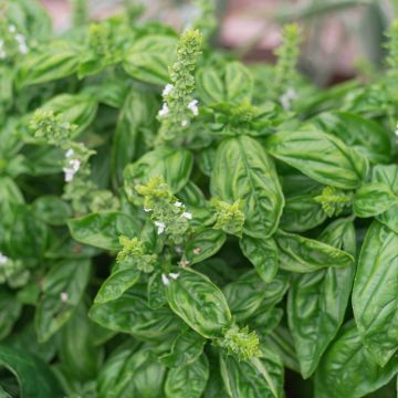 Basilico Genovese BIO