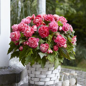 Begonia doppio Camelia