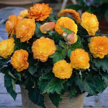 Bégonia doppio Non Stop Albicocca