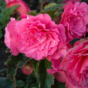 Bégonia doppio Non Stop Rosa