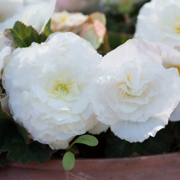 Bégonia doppio Non Stop Bianco