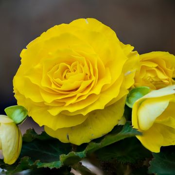 Bégonia doppio Non Stop Giallo