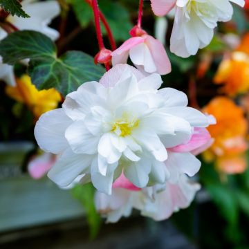 Begonia doppia Angelique