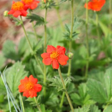 Geum Mrs Bradshaw