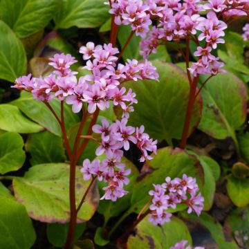 Bergenia cordifolia rosa