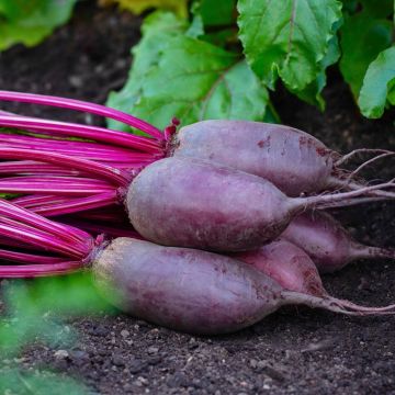 Barbabietola Cylindra BIO