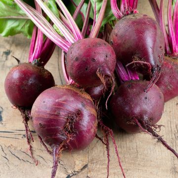 Barbabietola di detroit short top