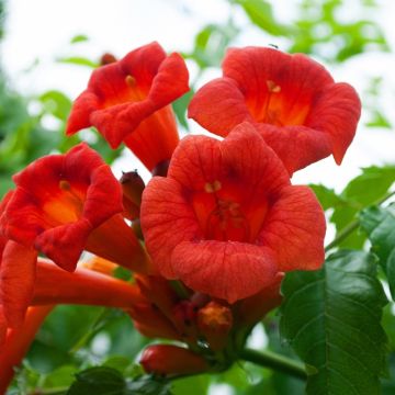Bignonia o Campsis Ebony & Red®