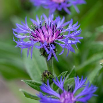 Fiordaliso montano o Centaurea montana