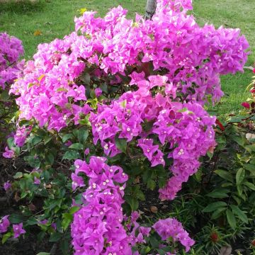 Bougainvillea Violet de Mèze