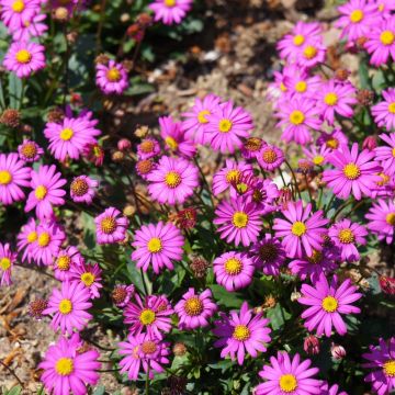 Brascicome o Brachycome rosa