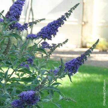 Albero delle farfalle o Buddleia davidii Rêve de Papillon Blue