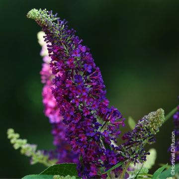 Albero delle farfalle o Buddleia davidii Rêve de Papillon violet