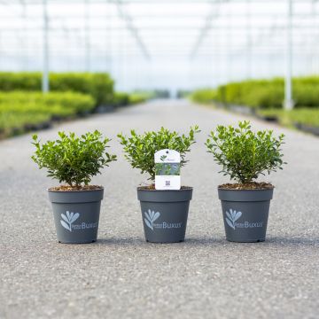 Bosso Betterbuxus Renaissance
